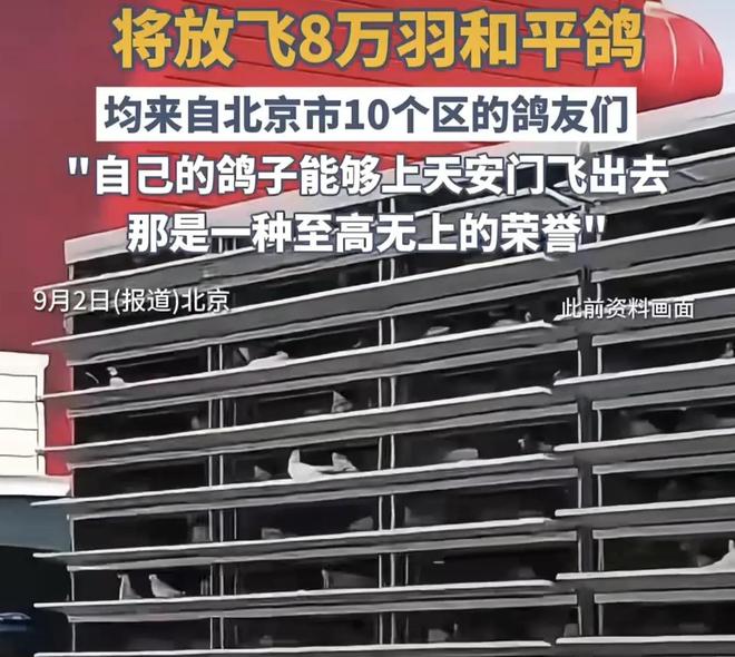在特殊笼子放飞有的已经到家了8万羽和平鸽都是“借来”的关(图6)