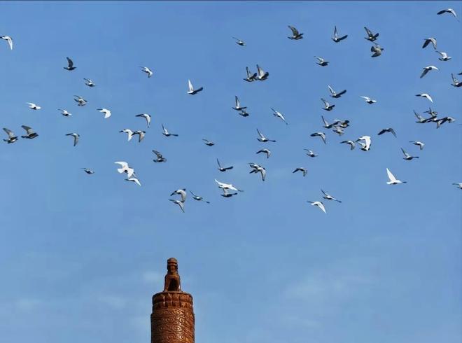 在特殊笼子放飞有的已经到家了8万羽和平鸽都是“借来”的关(图1)