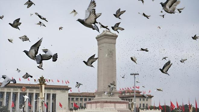 在特殊笼子放飞有的已经到家了8万羽和平鸽都是“借来”的关(图3)