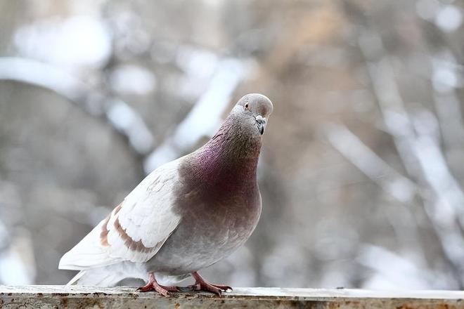 在特殊笼子放飞有的已经到家了8万羽和平鸽都是“借来”的关(图2)